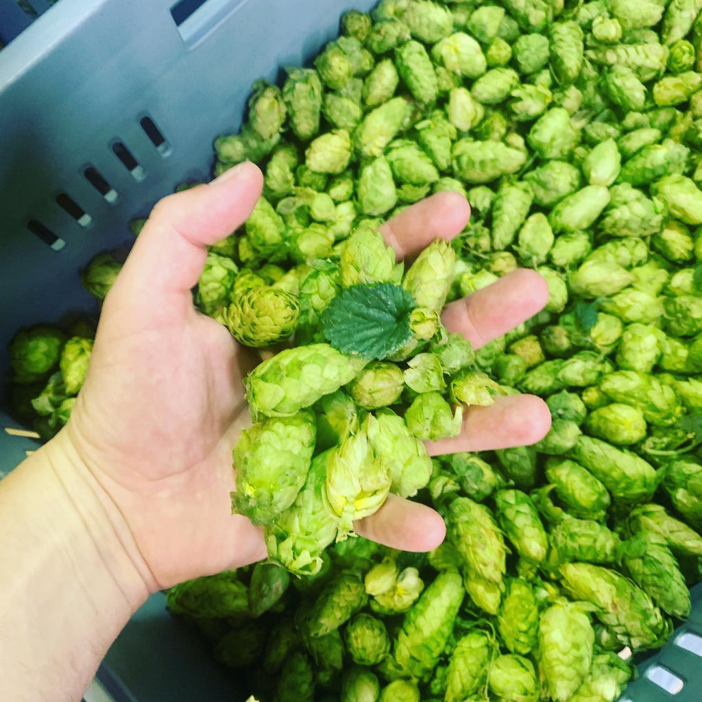 Go green: Craft beer brewers celebrate once-a-year fresh hops event
