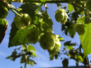 My Little Hop Garden