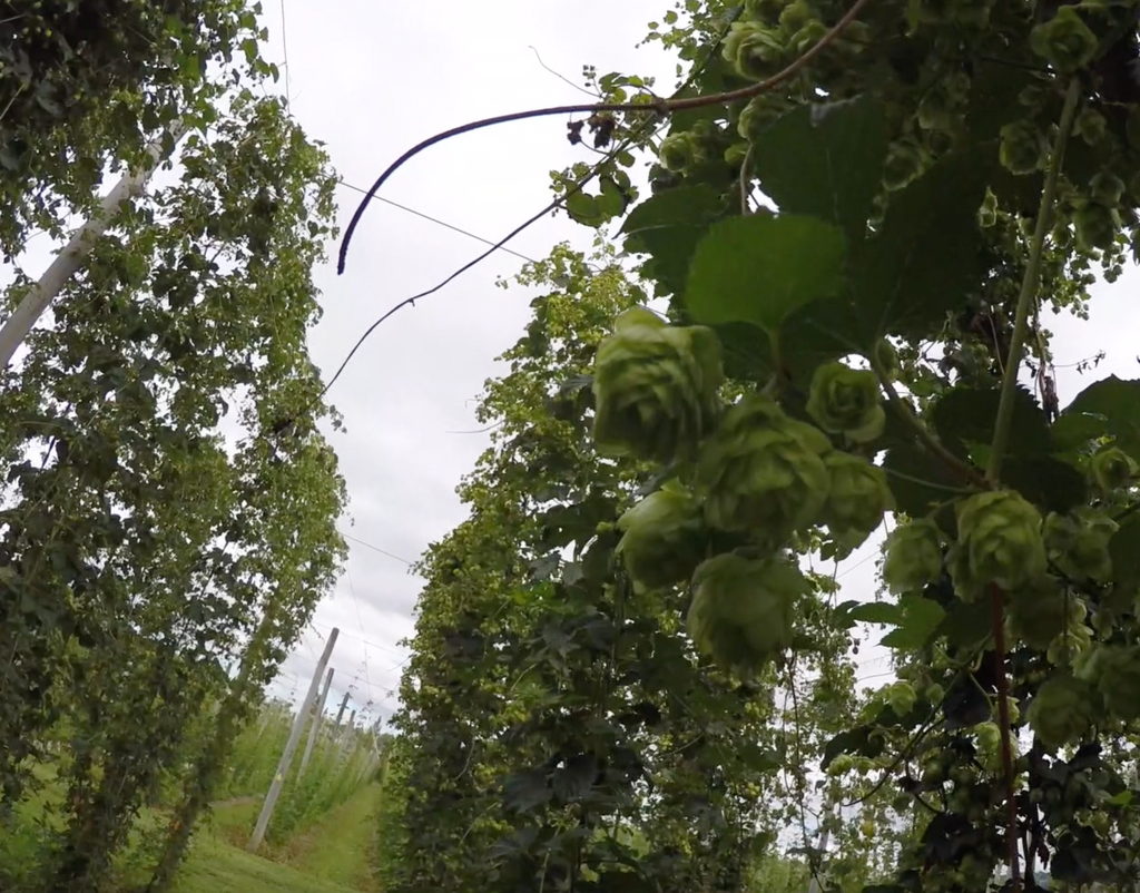 Not long to go until the New Zealand Hop Harvest!