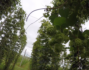 Not long to go until the New Zealand Hop Harvest!